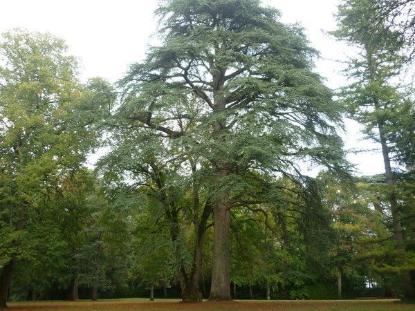 arbre géant