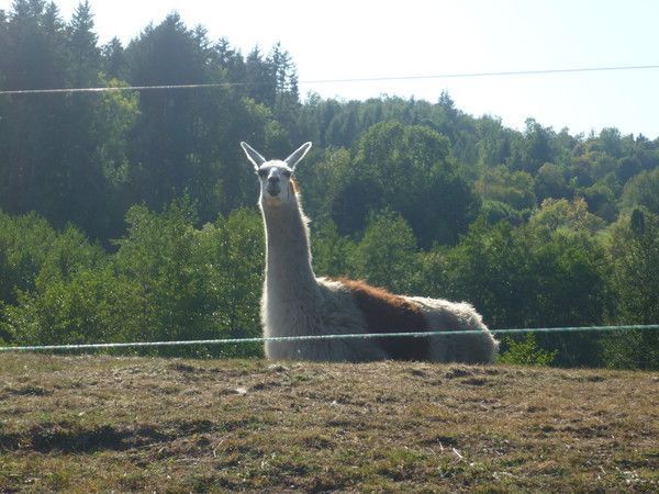 tiens ! un lama !!